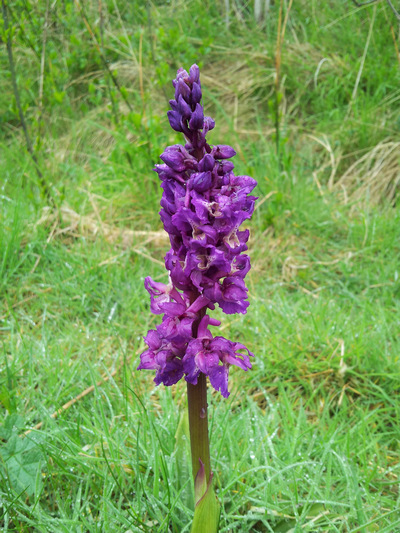 An impressive but unidentified orchid at Kilminning - perhaps an realy marsh orchid?