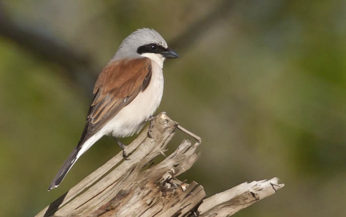 A male red-backed shrike from a few years ago but worth repeating - sadly John doesn't have a picture of a wryneck yet